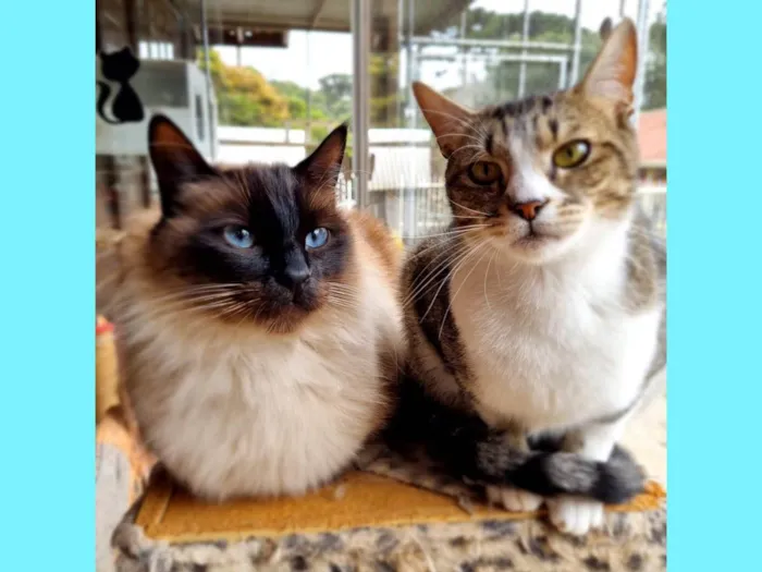 Gato ra a srd idade 1 ano nome JIU e JITSU