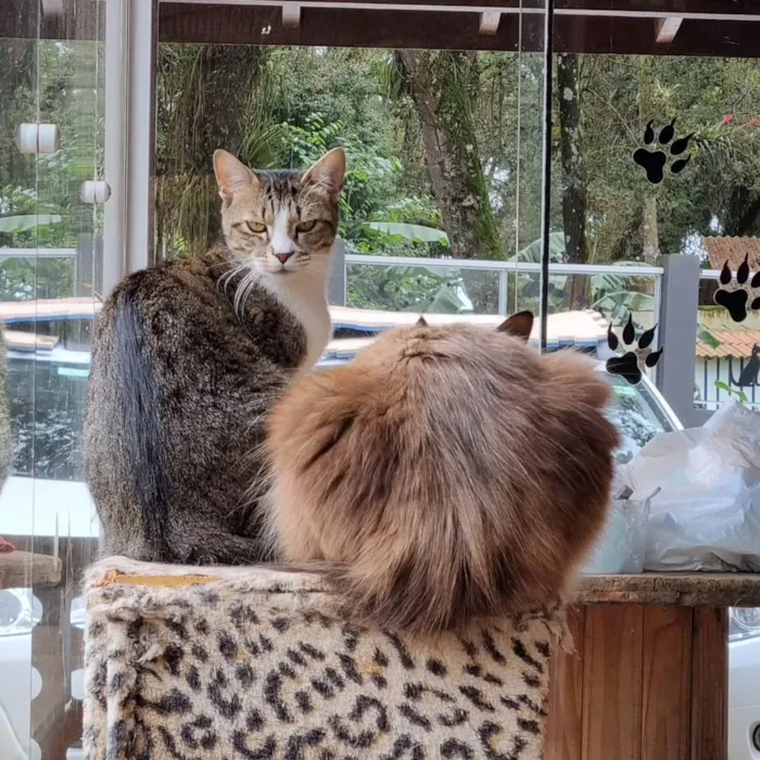 Gato ra a srd idade 1 ano nome JIU e JITSU