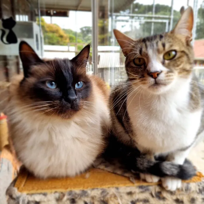 Gato ra a srd idade 1 ano nome JIU e JITSU