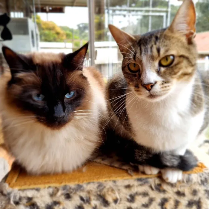 Gato ra a srd idade 1 ano nome JIU e JITSU