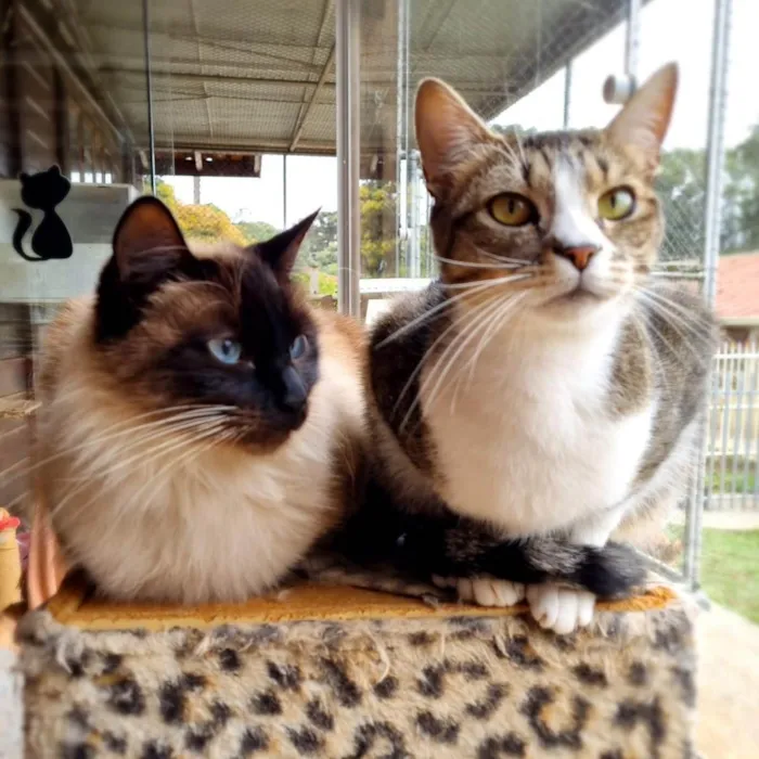Gato ra a srd idade 1 ano nome JIU e JITSU