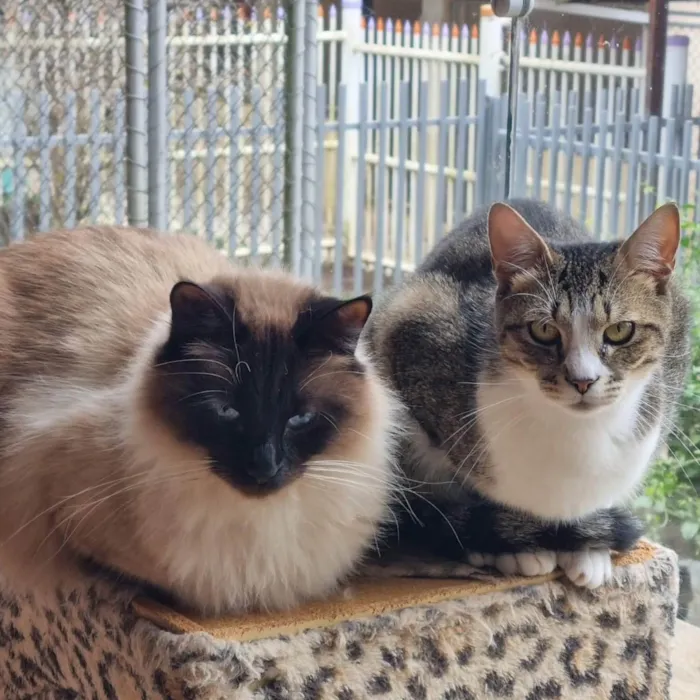 Gato ra a srd idade 1 ano nome JIU e JITSU