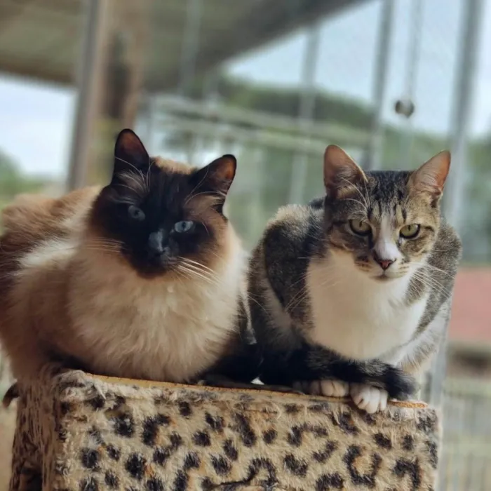 Gato ra a srd idade 1 ano nome JIU e JITSU