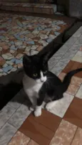 Gato raça Srd idade 2 a 6 meses nome Jade