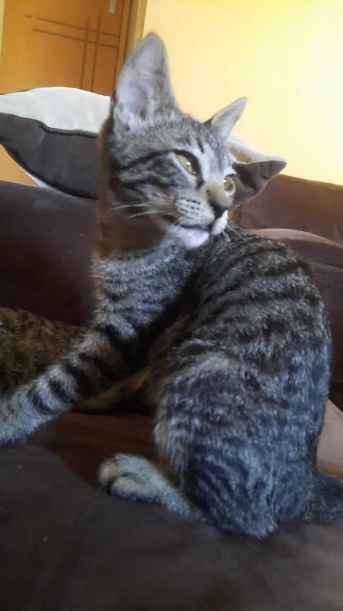 Gato ra a Sem raça definida  idade 2 a 6 meses nome Sem nome 