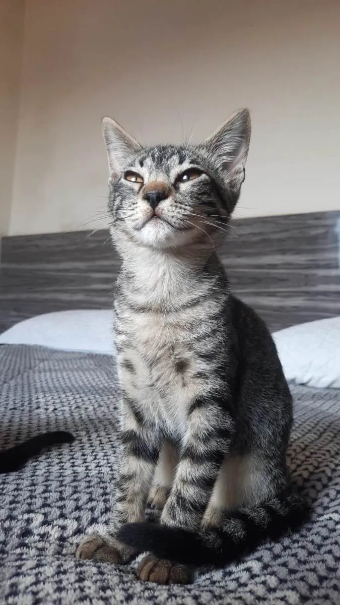 Gato ra a Sem raça definida  idade 2 a 6 meses nome Sem nome 