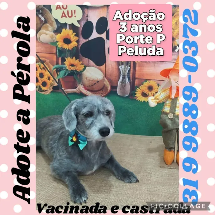 Cachorro raça SRD idade 3 anos nome Pérola 