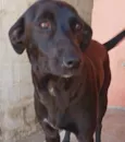 Cachorro raça SRD idade 3 anos nome Borboleta
