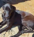 Cachorro raça SRD idade 3 anos nome Borboleta