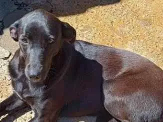 Cachorro raça SRD idade 3 anos nome Borboleta