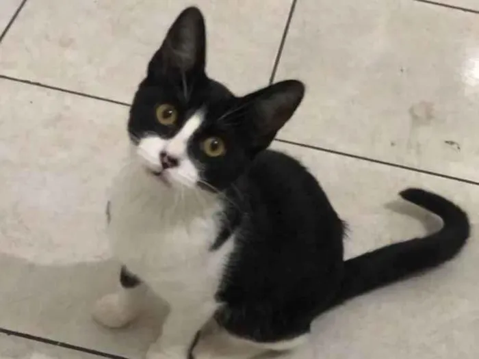 Gato raça Srd idade 2 a 6 meses nome Jade