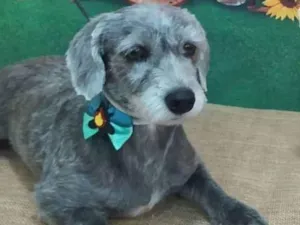 Cachorro raça SRD idade 3 anos nome Pérola 