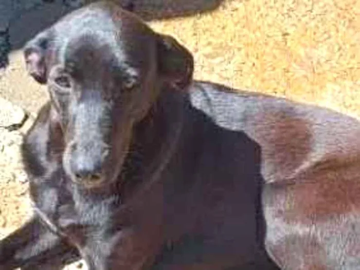 Cachorro raça SRD idade 3 anos nome Borboleta