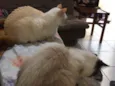 Rubi, castiel