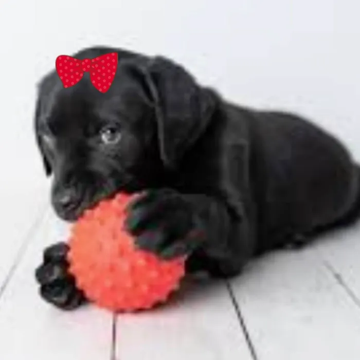 Cachorro ra a Mestiça  idade 2 a 6 meses nome Bebel 
