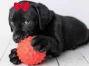 Cachorro raça Mestiça  idade 2 a 6 meses nome Bebel 