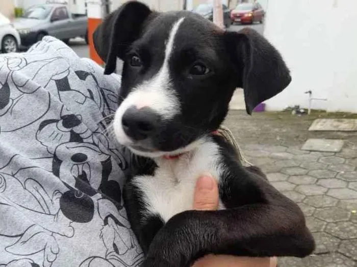 Cachorro ra a  idade 2 a 6 meses nome Pretinho