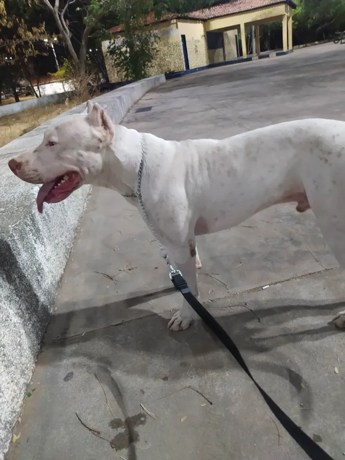 Cachorro raça Pitbull Terrier idade 2 anos nome Darius