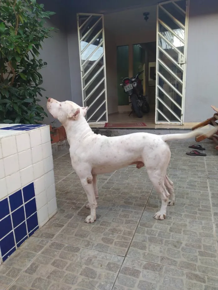 Cachorro raça Pitbull Terrier idade 2 anos nome Darius
