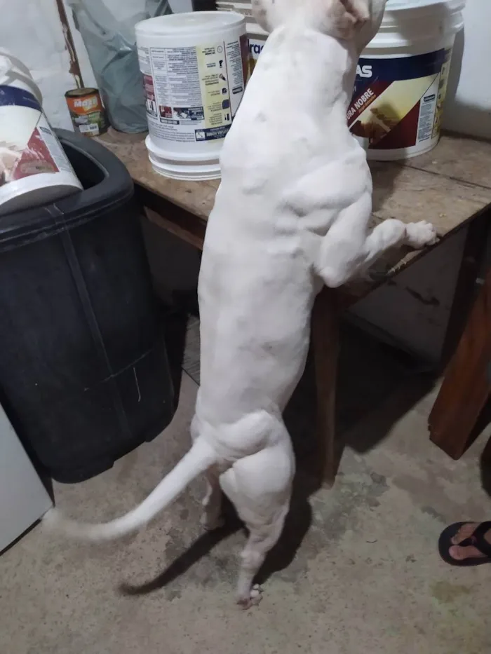 Cachorro raça Pitbull Terrier idade 2 anos nome Darius