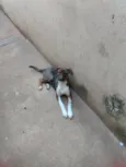 Nik