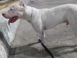Cachorro raça Pitbull Terrier idade 2 anos nome Darius