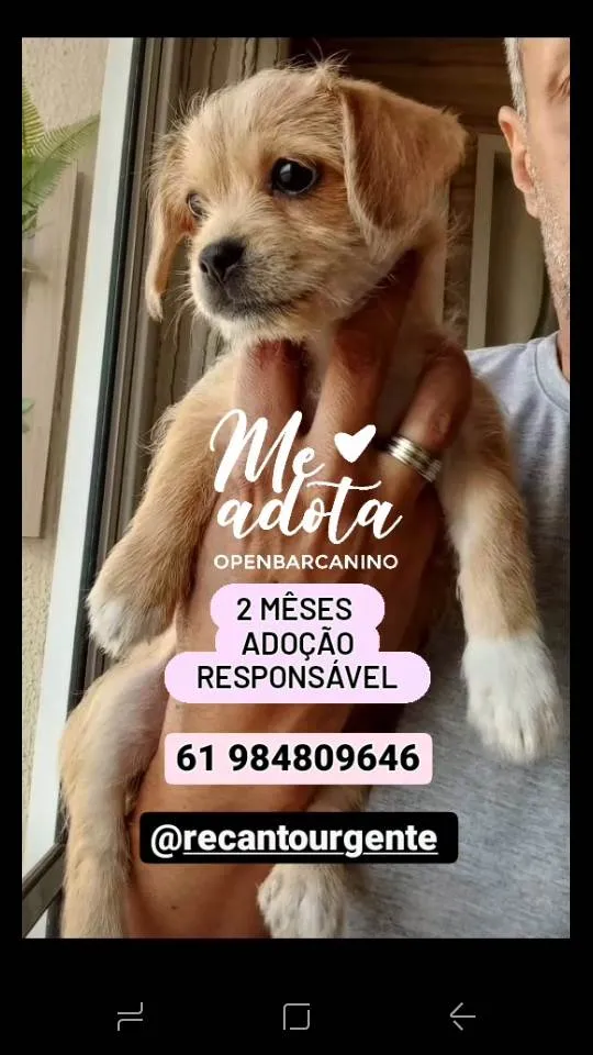 Cachorro ra a  idade 2 a 6 meses nome Lilica