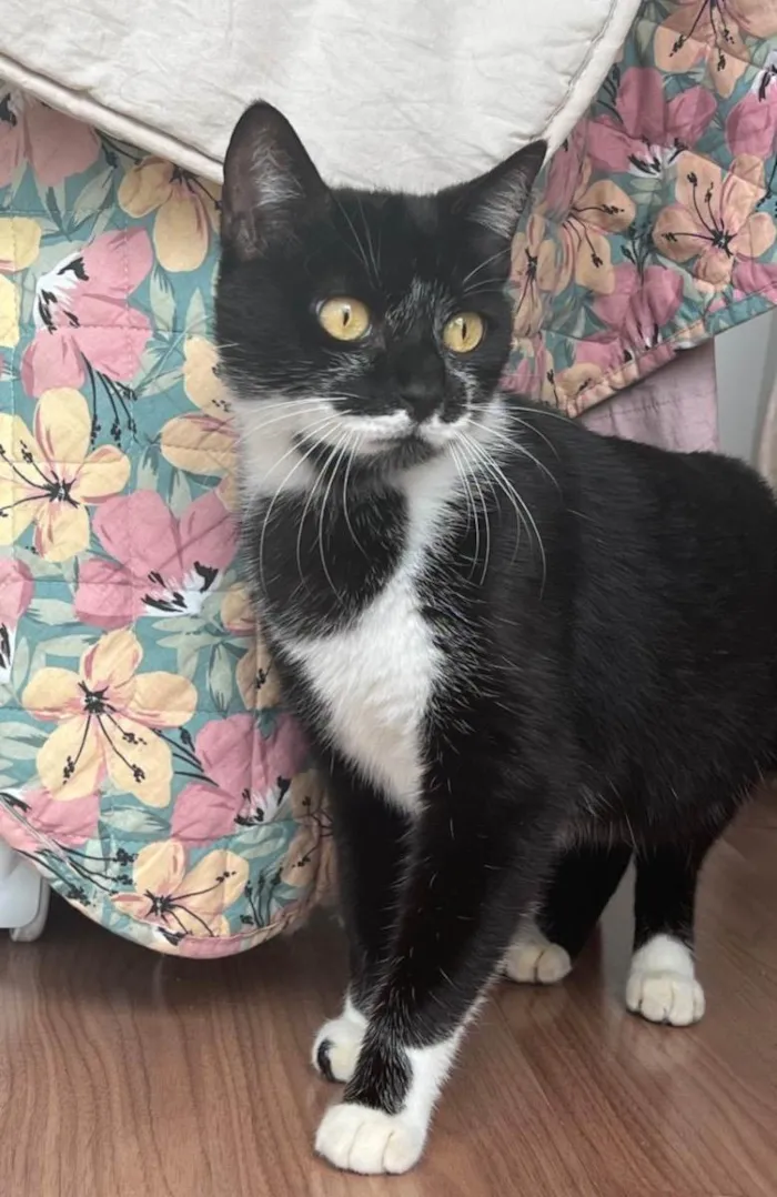 Gato raça Srd idade 1 ano nome Maria Flor