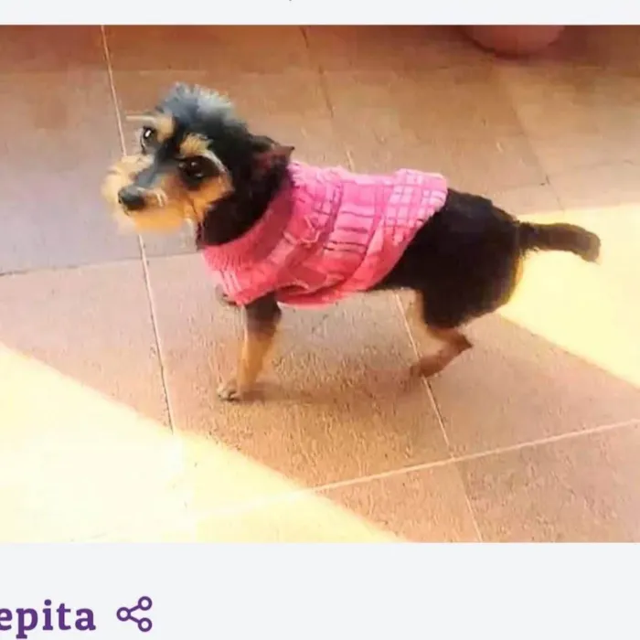 Cachorro ra a Srd idade 1 ano nome Pepita