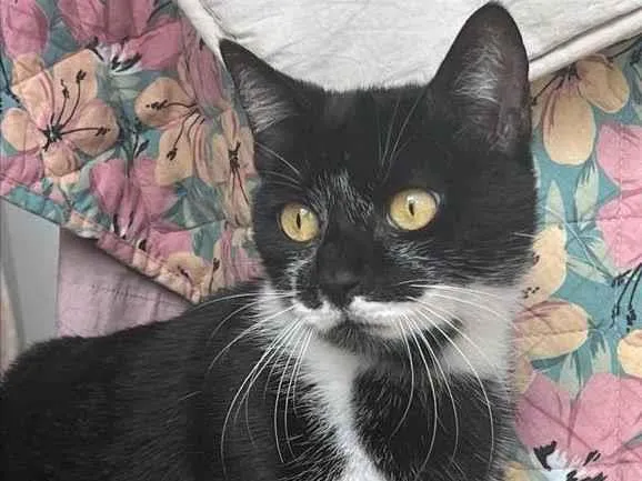 Gato raça Srd idade 1 ano nome Maria Flor