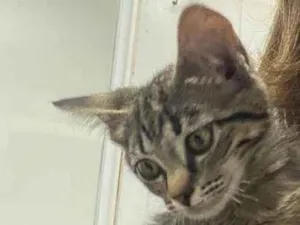Gato raça Srd idade 2 a 6 meses nome Tamires