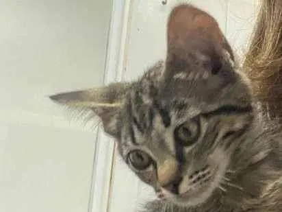 Gato raça Srd idade 2 a 6 meses nome Tamires