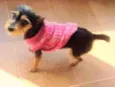 Pepita