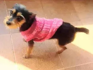 Cachorro raça Srd idade 1 ano nome Pepita