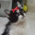 Mel 