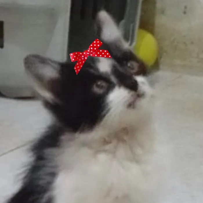 Gato ra a Mestiça  idade 2 a 6 meses nome Mel 