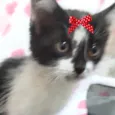 Mel 
