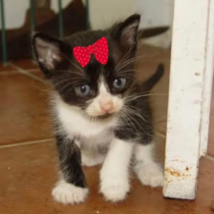 Gato raça Mestiça  idade 2 a 6 meses nome Mila 