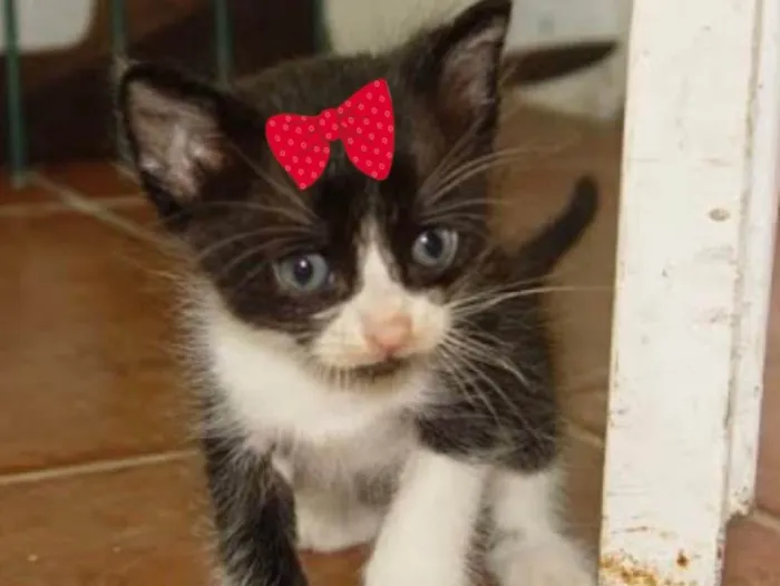 Gato raça Mestiça  idade 2 a 6 meses nome Mila 