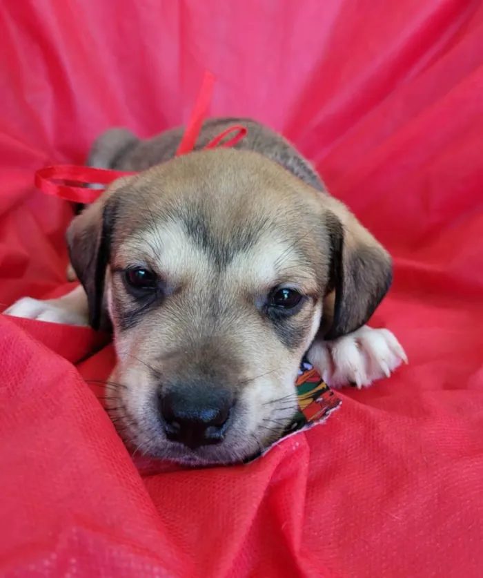 Cachorro ra a Srd idade Abaixo de 2 meses nome Filhotes 30 dias