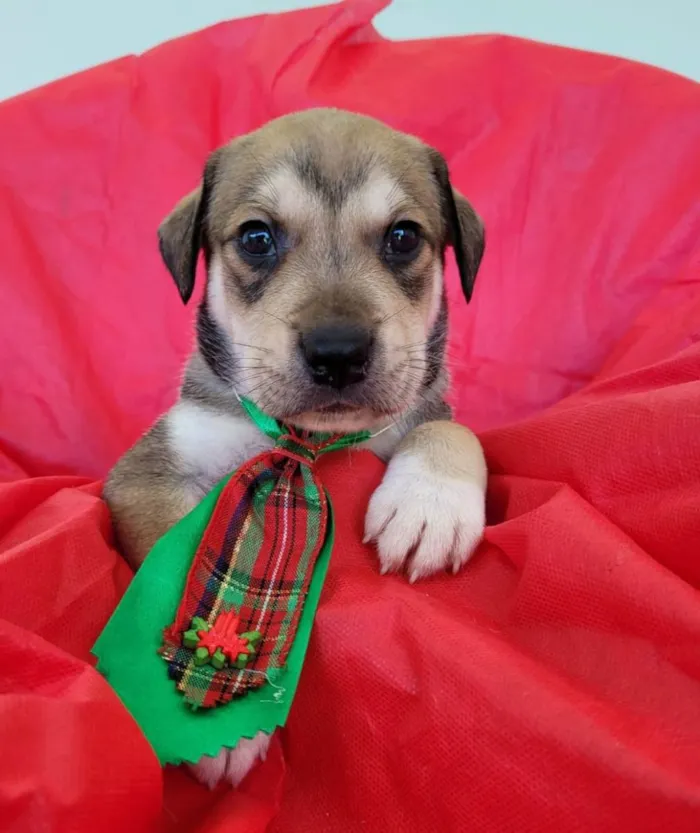 Cachorro ra a Srd idade Abaixo de 2 meses nome Filhotes 30 dias
