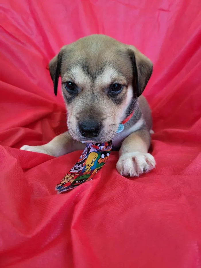Cachorro ra a Srd idade Abaixo de 2 meses nome Filhotes 30 dias