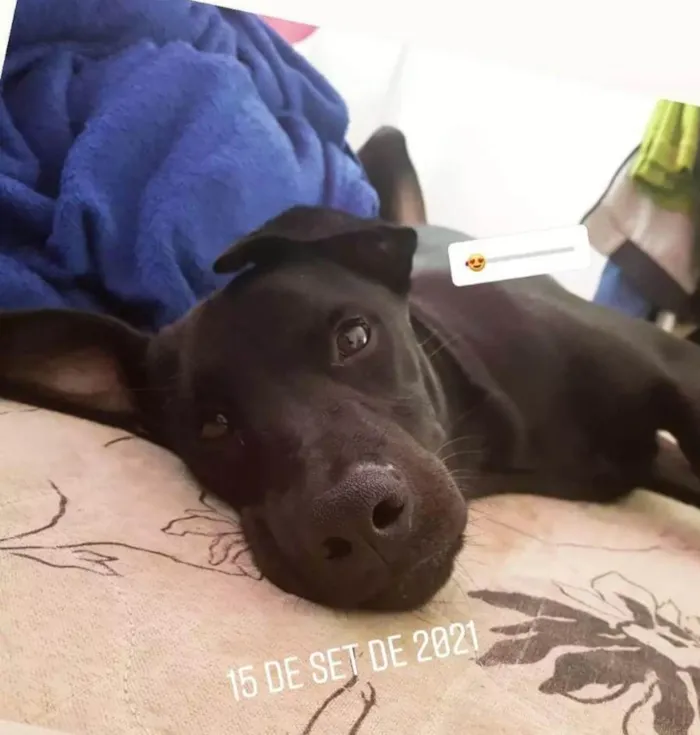 Cão 3 anos