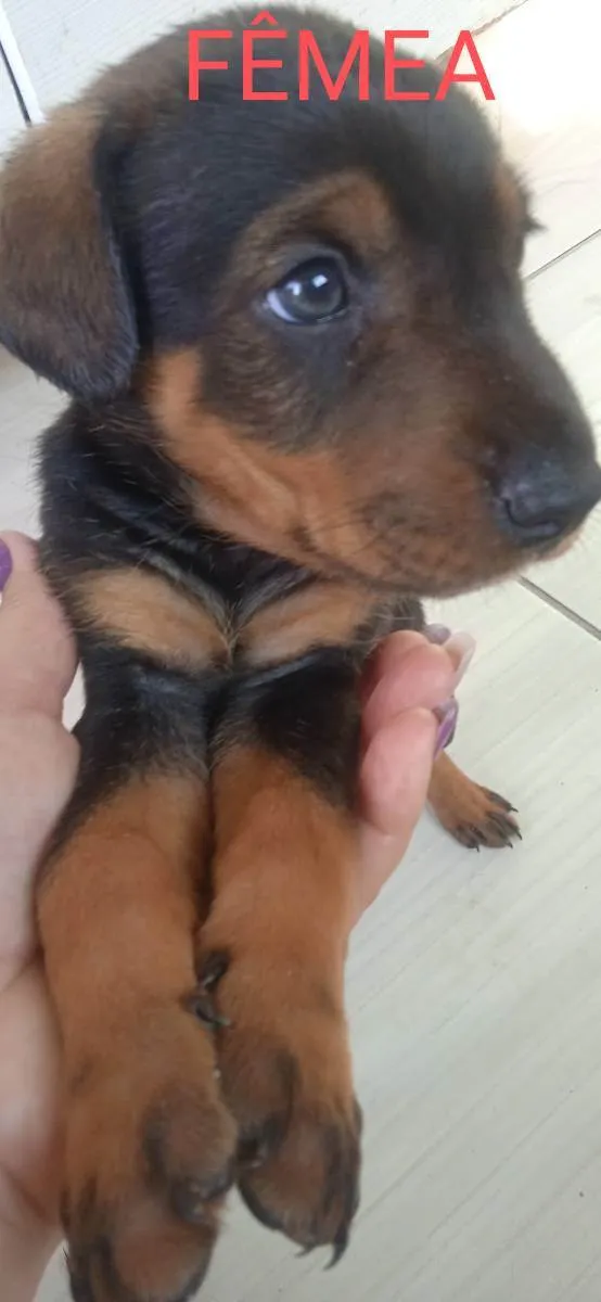 Cachorro ra a Chow-chow com poodle  idade Abaixo de 2 meses nome Pretinha