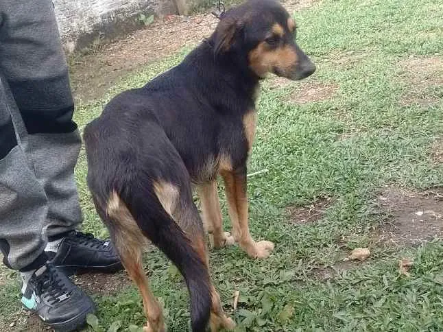 Cachorro ra a Pastor alemão e mistura idade 1 ano nome Pretinha