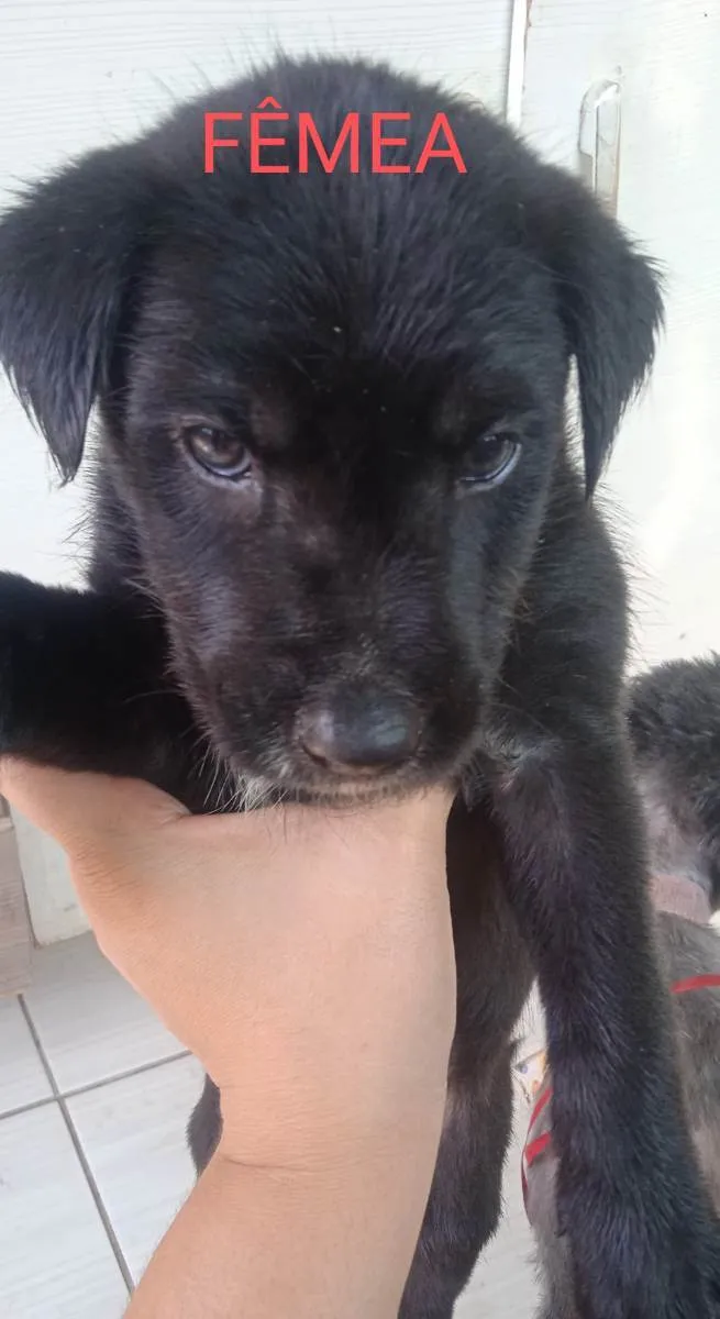 Cachorro ra a Chow-chow com poodle  idade Abaixo de 2 meses nome Pretinha