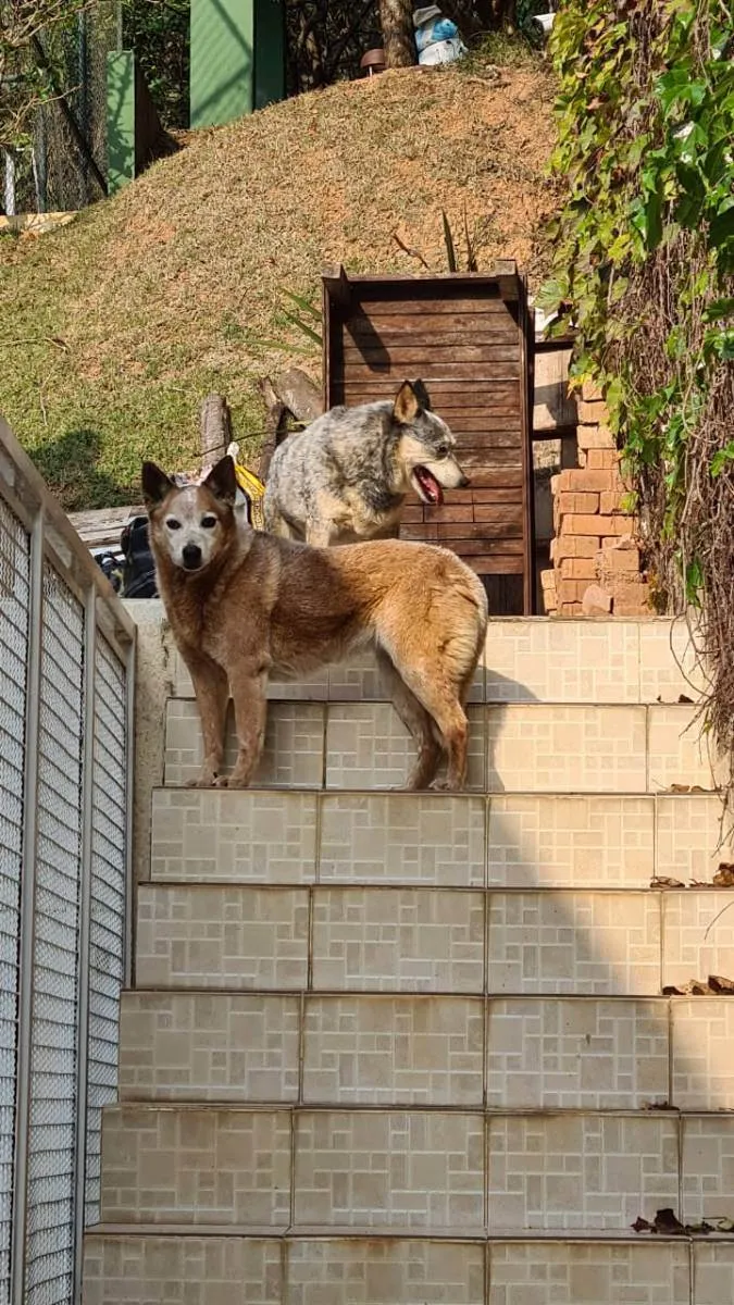 Cachorro ra a Blue e Red Heelers idade 6 ou mais anos nome KIKA e LEAH