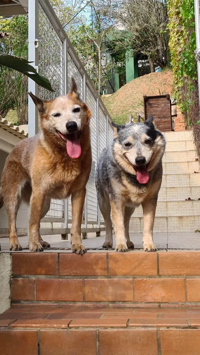 Cachorro ra a Blue e Red Heelers idade 6 ou mais anos nome KIKA e LEAH