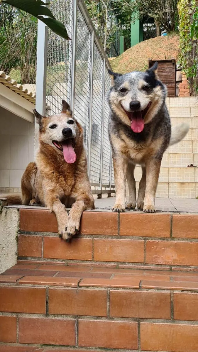 Cachorro ra a Blue e Red Heelers idade 6 ou mais anos nome KIKA e LEAH