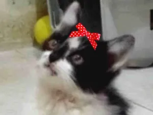 Gato raça Mestiça  idade 2 a 6 meses nome Mel 